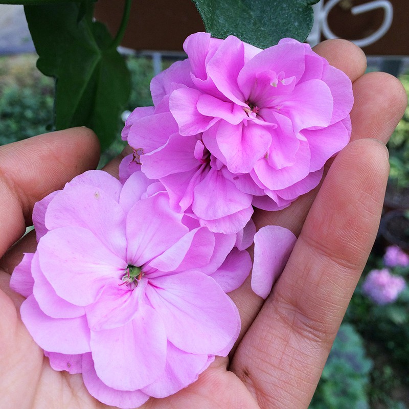 惠惠的花园垂吊天竺葵 丁香紫 勤花花期长包对版养护庭院阳台盆栽