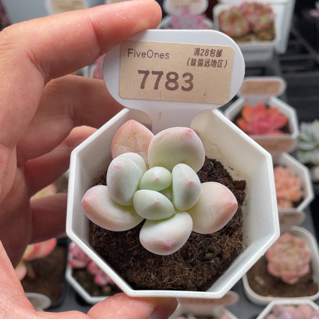 香水7783-5.0厘米