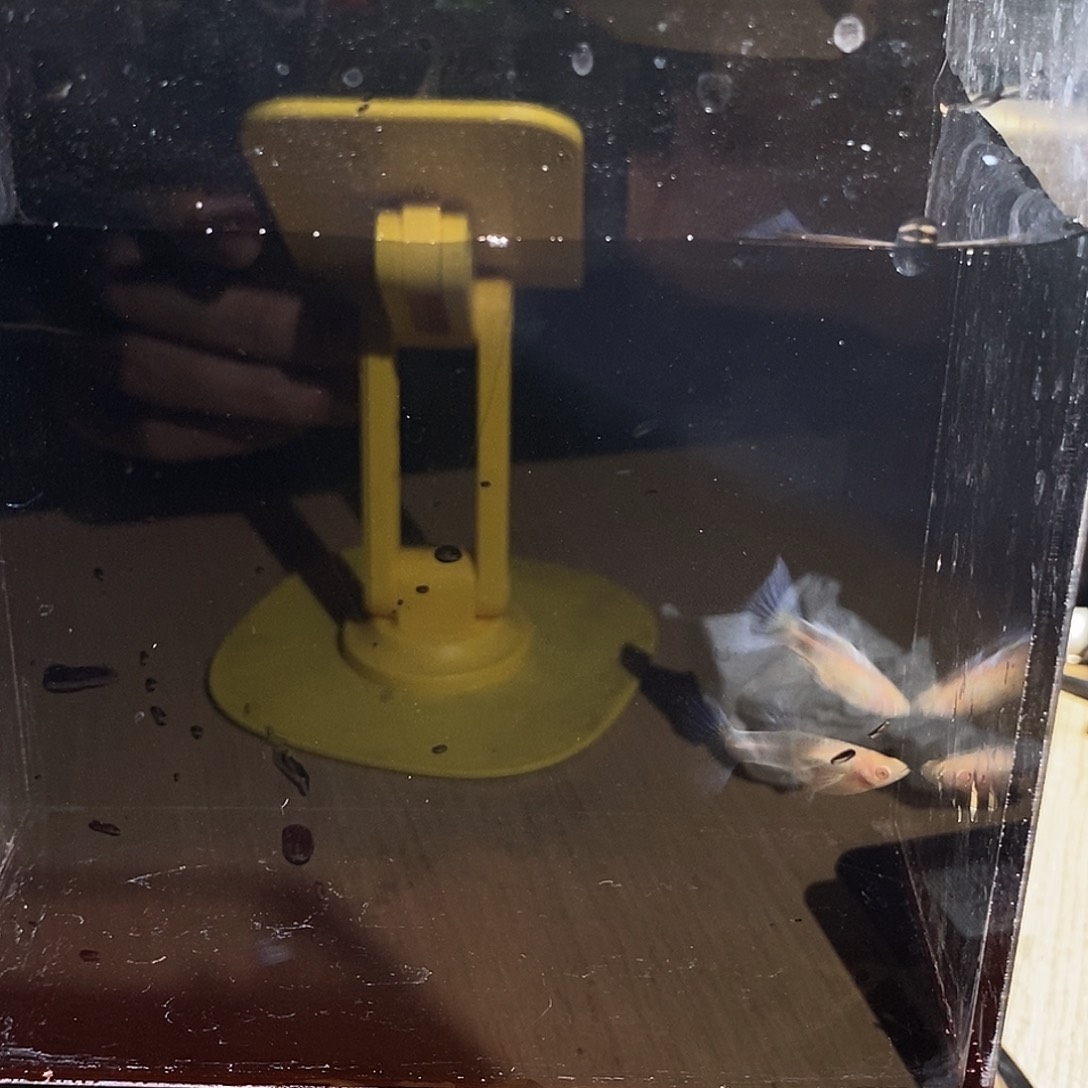 孔雀鱼紫白亚成一对