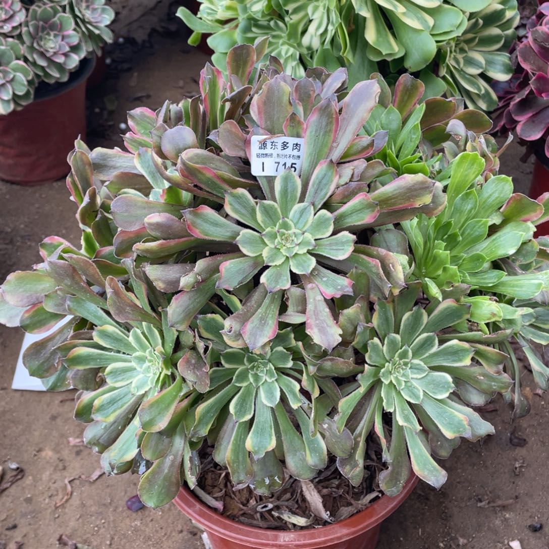 715粉黛多肉法师断枝不包