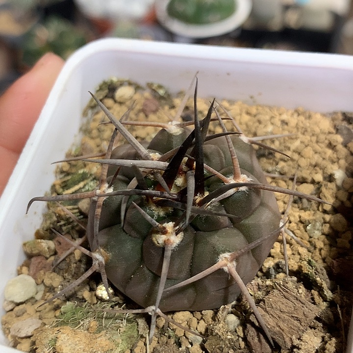 实生守金魔天龙仙人球