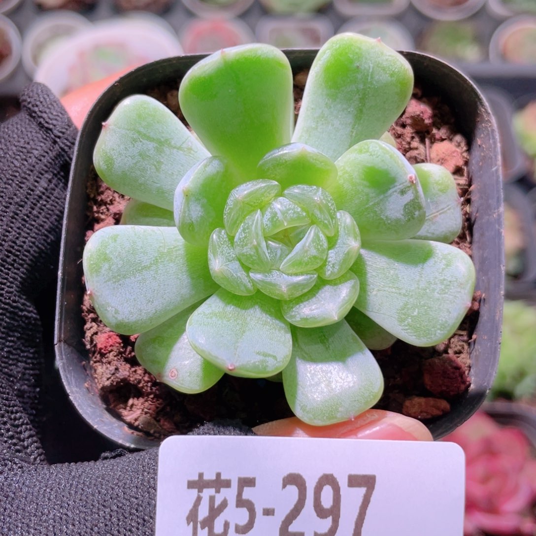 花利美5-297白色恋人