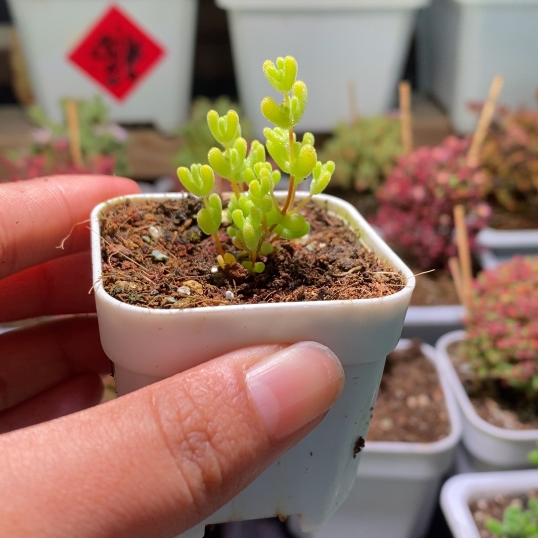 莱斯锦带盆土发货一物一拍