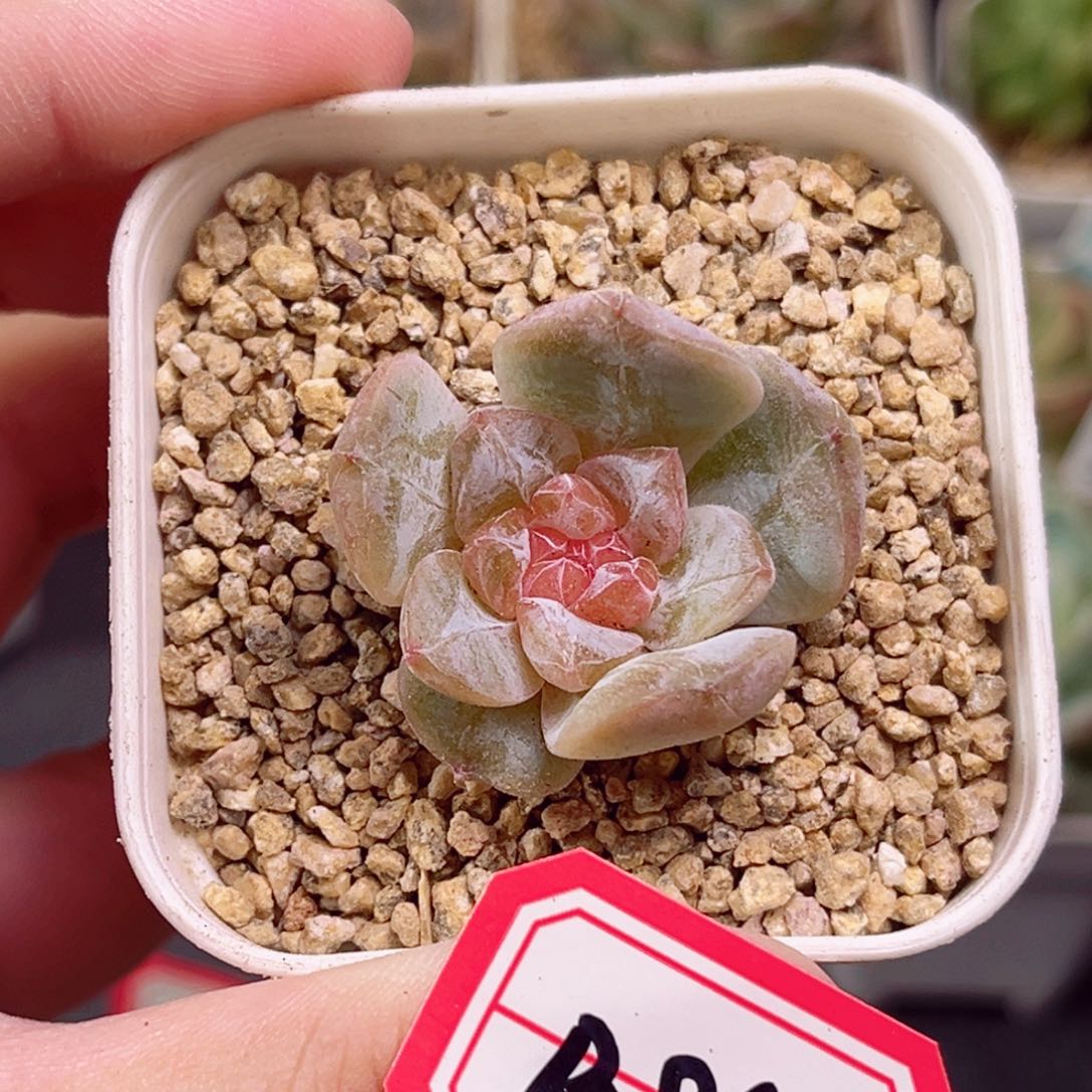 B862一物一拍 珍妮放漏18包邮