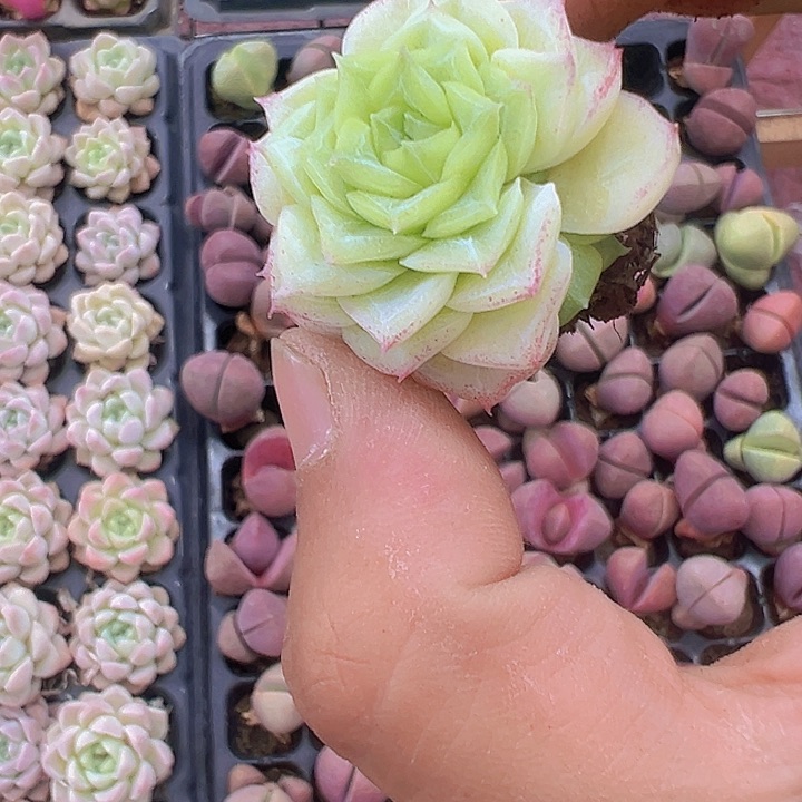 奶油麦秆精品多肉植物