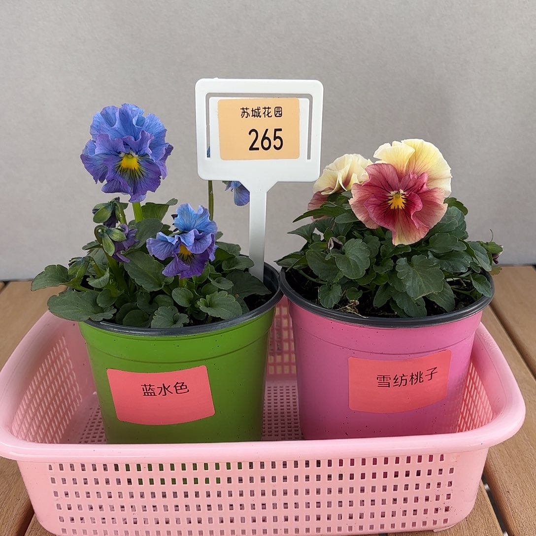 大部分开放少量花苞265