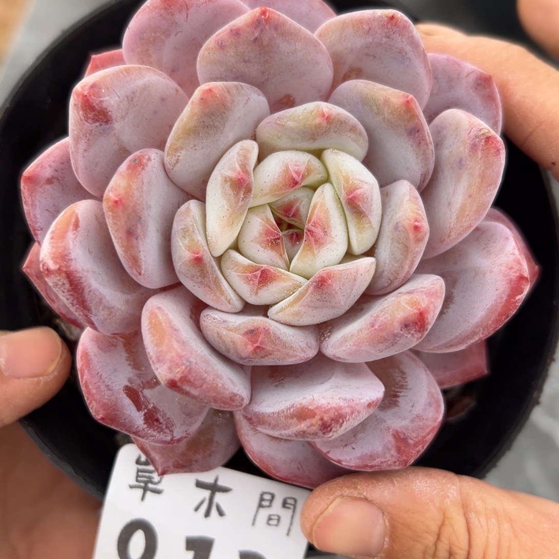 11、大大方方个哥哥