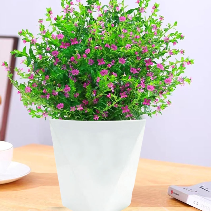 满天星带花发货四季种植开花植物盆栽室内客厅阳台植物