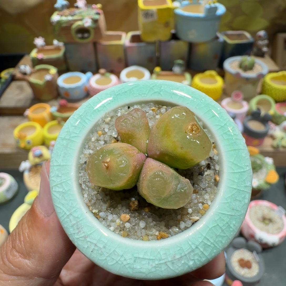 蘑菇1298毛汉尼多肉植物