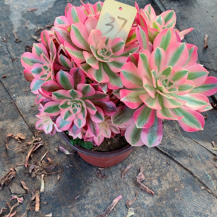 37粉女巫多肉一物一拍～