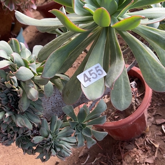 不***心多肉植物一个翡翠城