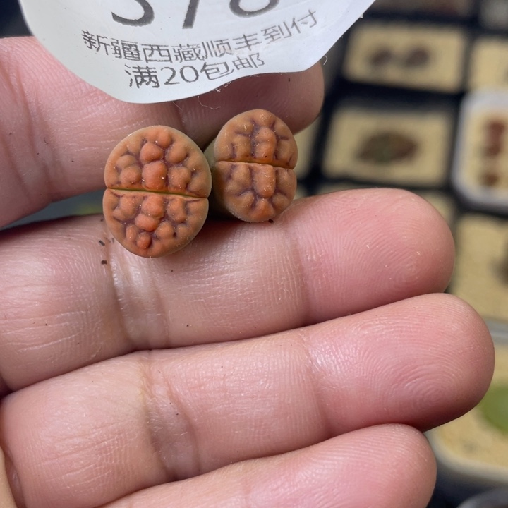 佳人园艺上福利啦脑纹玉578