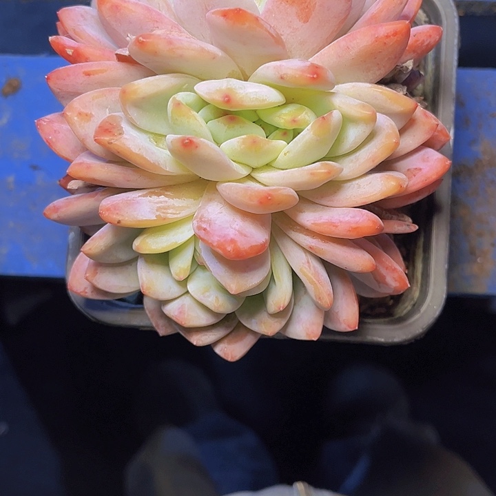 8***月是真的喜欢这个角色哦哈哈