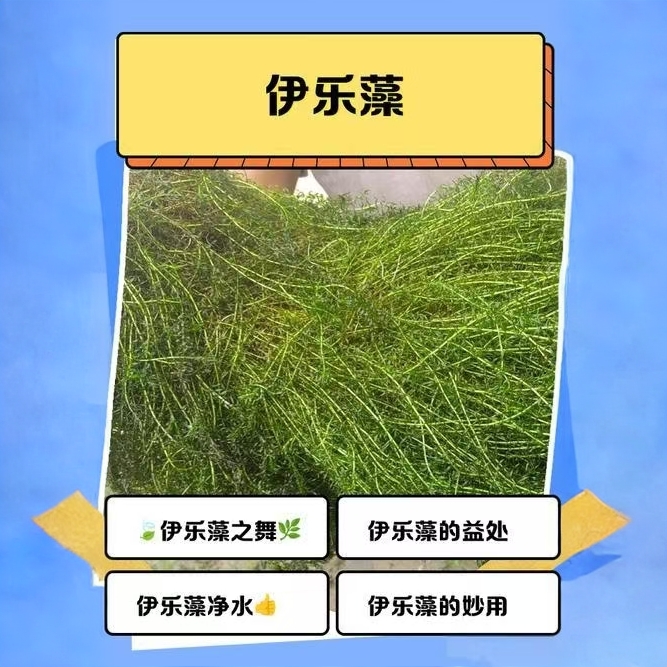 鱼虾蟹养殖适用低温速成活水草伊乐藻吃不败可净化水质，包邮
