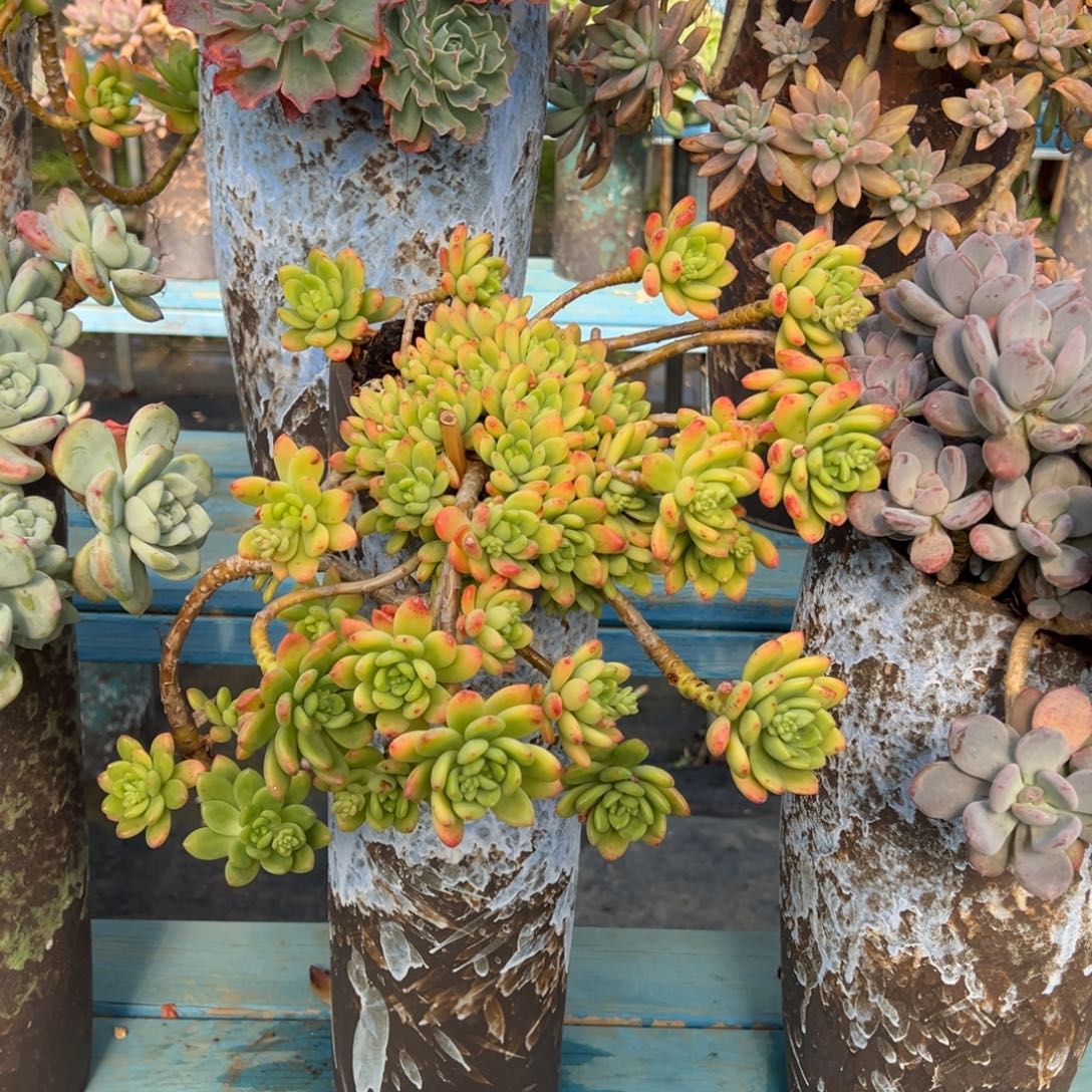 精品春萌妖桩 裸肉