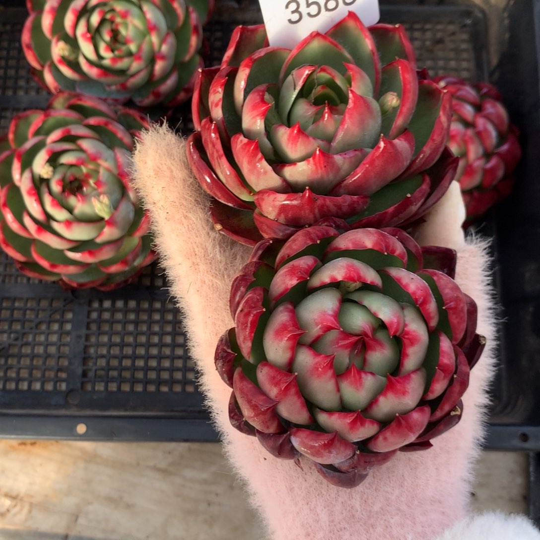 响***）3588一物一拍2颗8