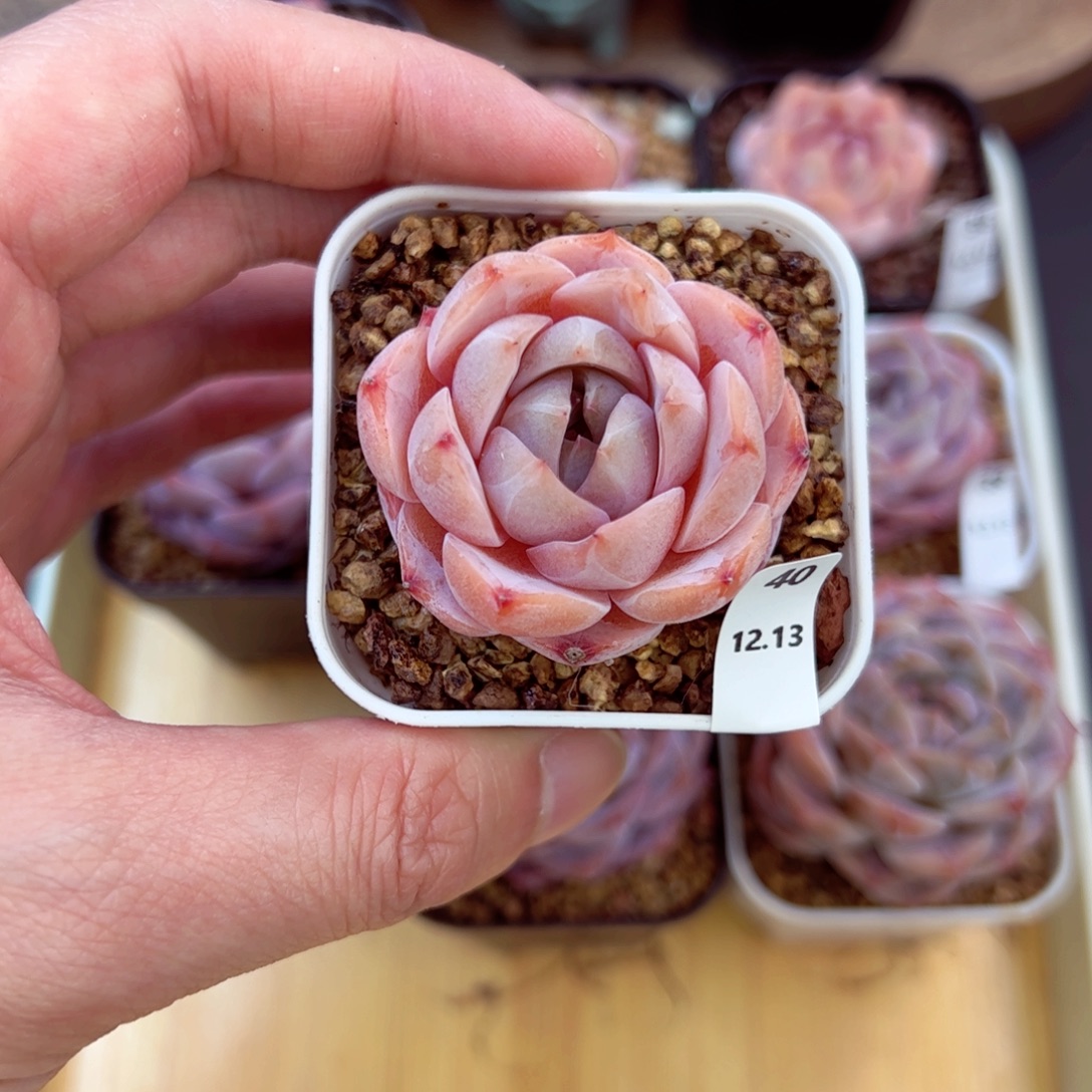 好好看40，哈哈哈哈