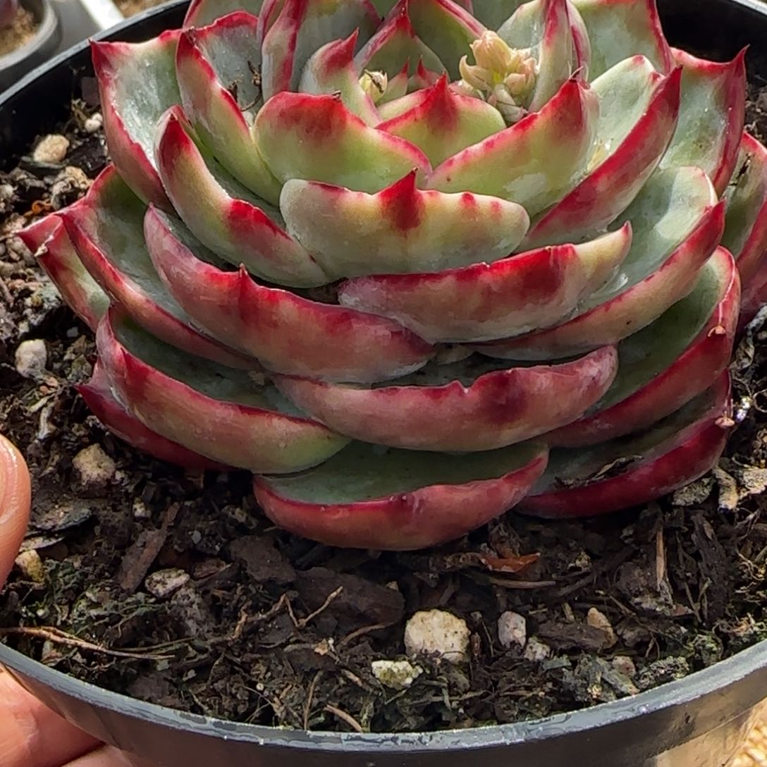 云**轻云南精品多肉1140