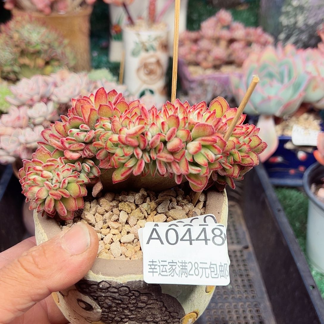 幸运的是我的朋友们