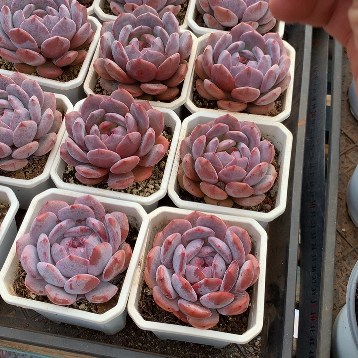 单头雪天使两单包邮