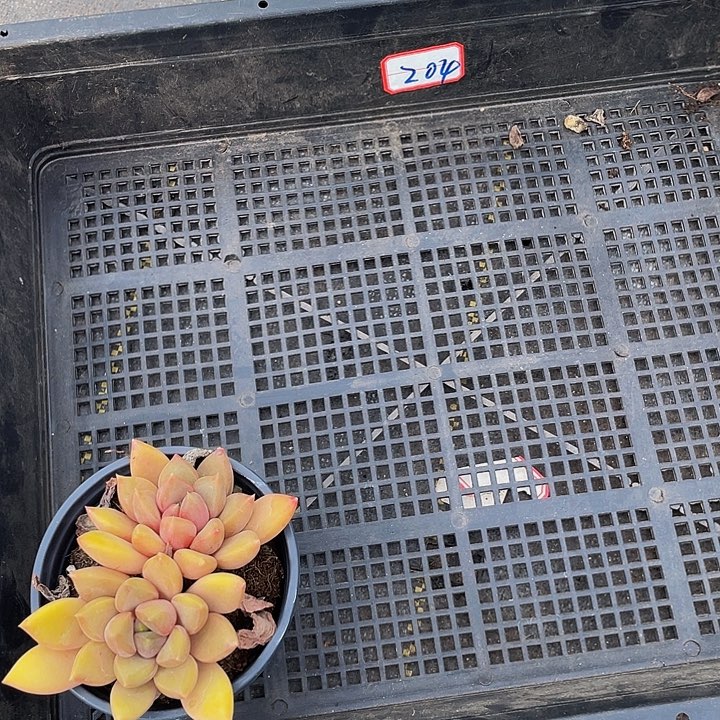 羽***204号筐带盆土发货