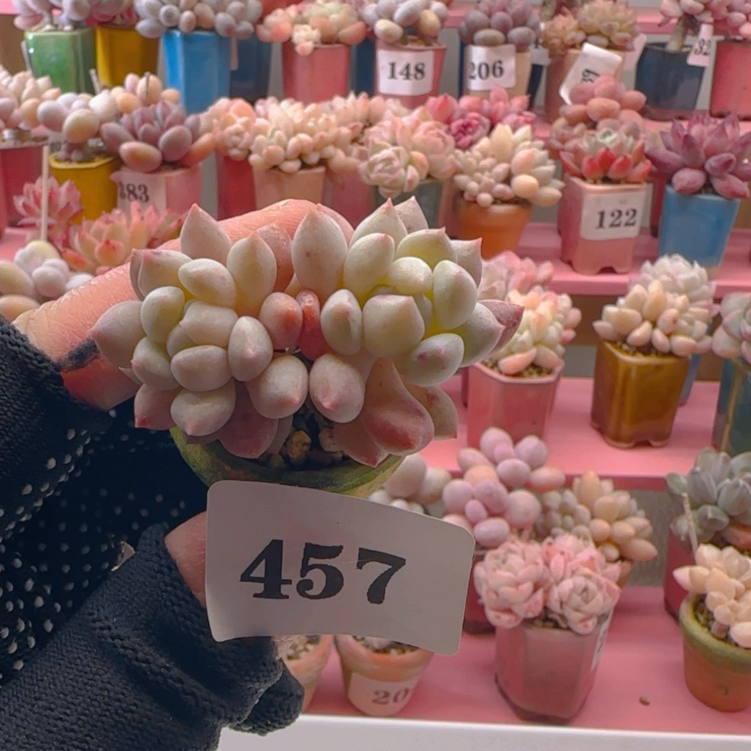 明珠457 ，带盆土发货，满38包邮非偏远。