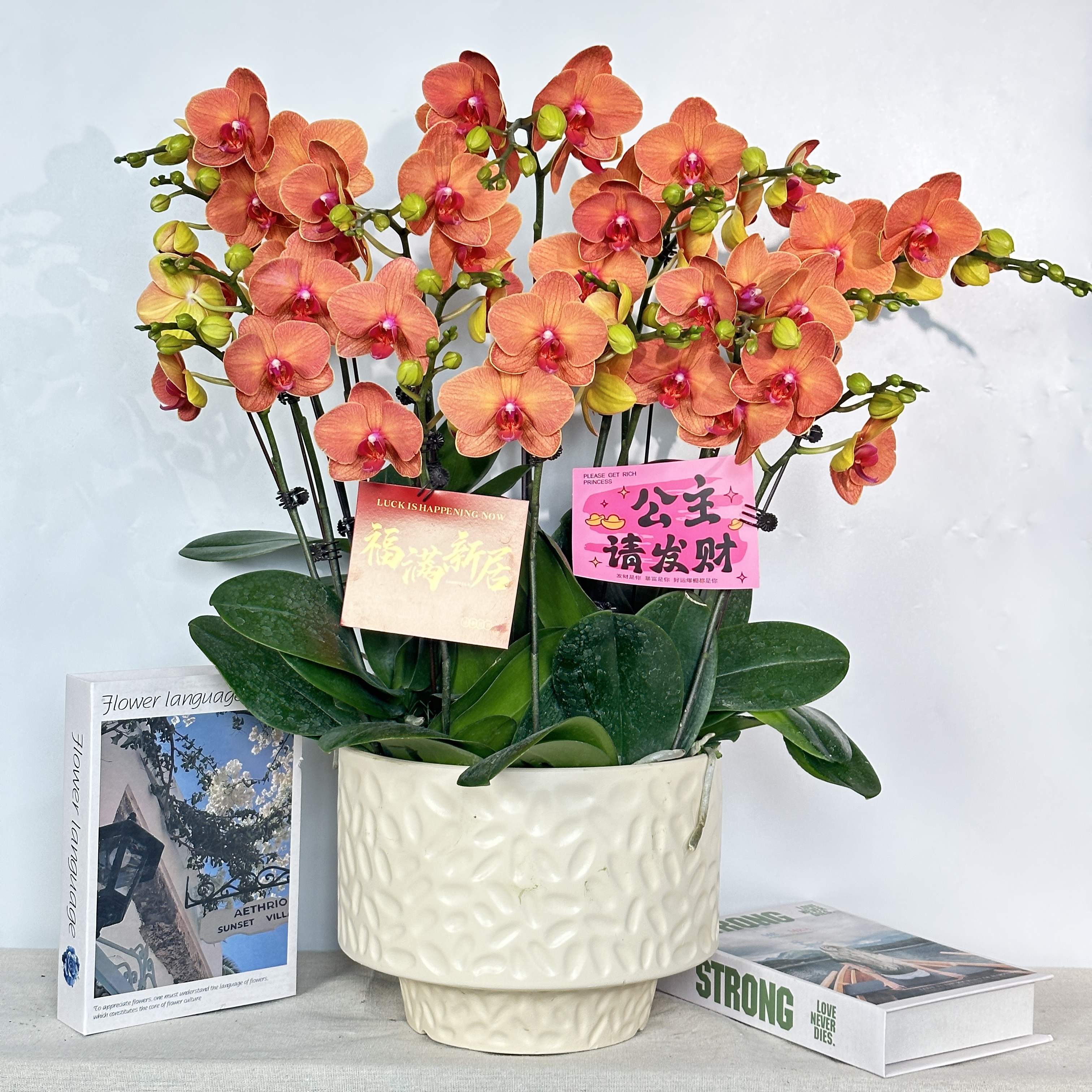 花中贵族【香橙】蝴蝶兰懒人花 黄色系 室内花卉 花期长 好养活