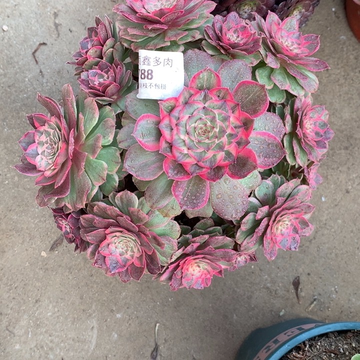 788莲花座多肉植物