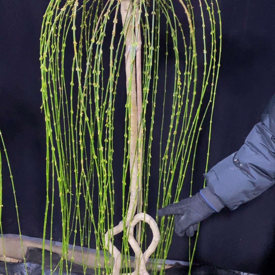 三台迎春，一物一拍，