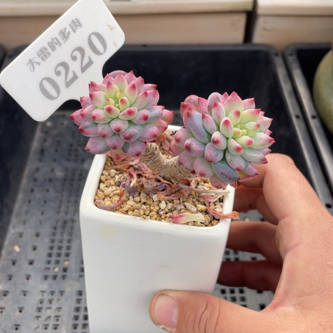 0220蓝苹果石化锦不带盆7厘米