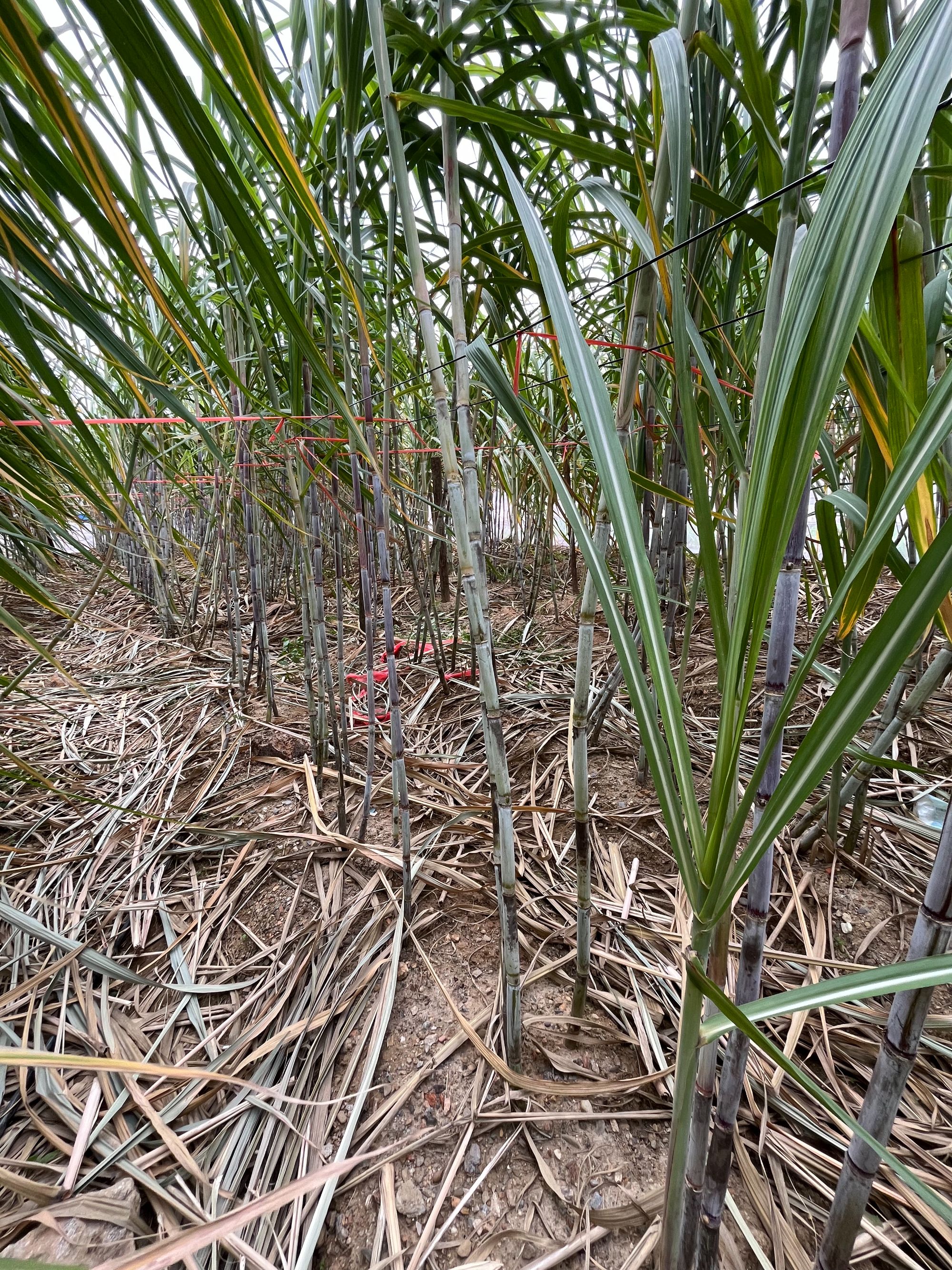 江西农家涧田甘蔗糖  红 糖