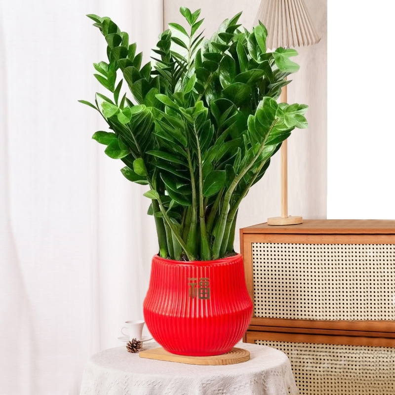 红色宝塔盆金钱树钱串子50-60cm客厅绿植盆栽桌面四季常青8-15株
