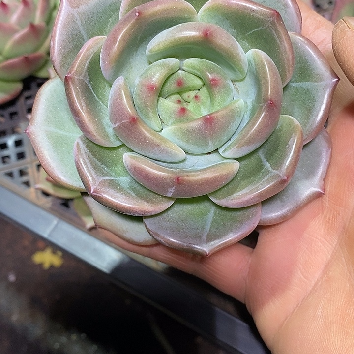 快***囚韩版暗纹系4            