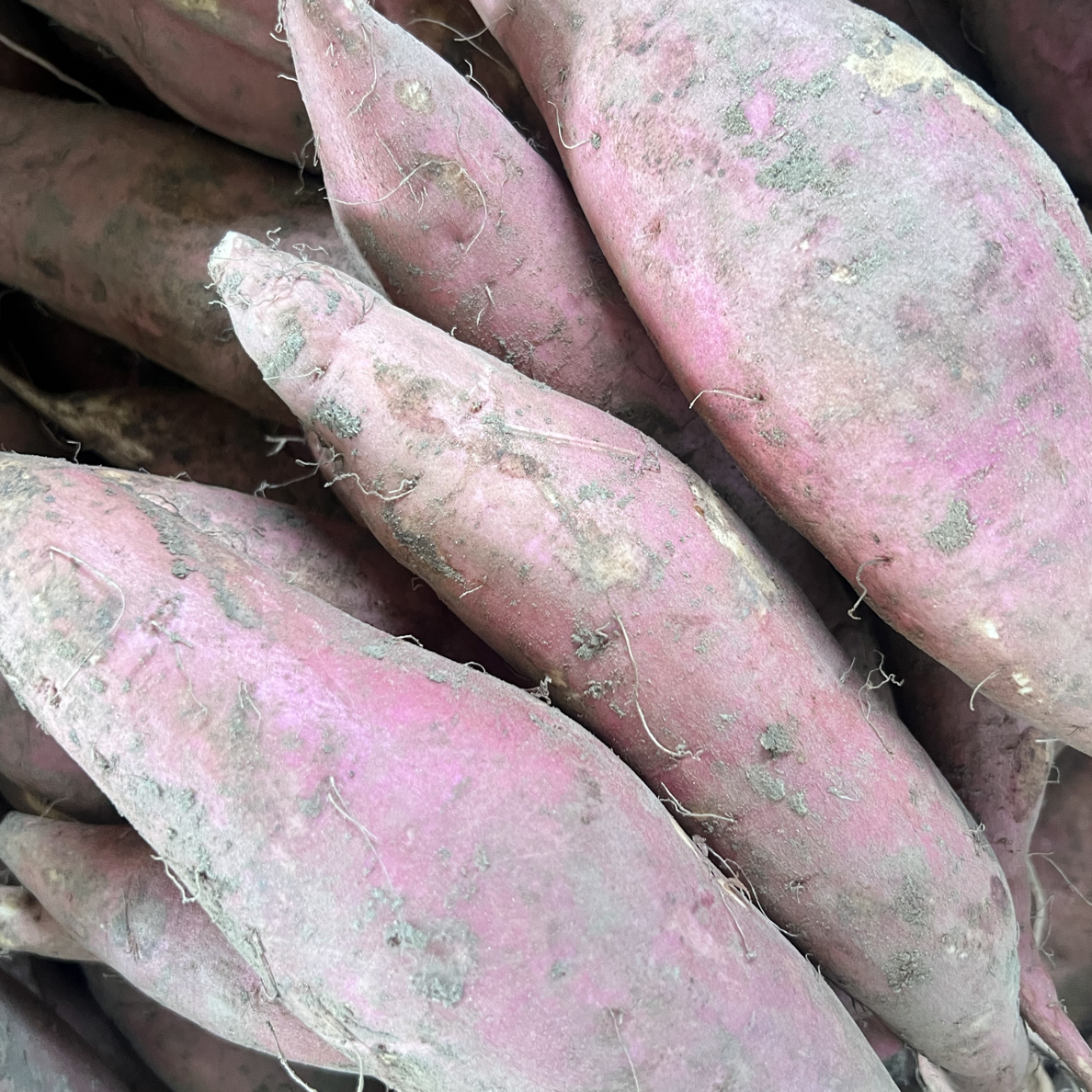 沂蒙山红薯地瓜，软糯香甜蜜薯红蜜薯