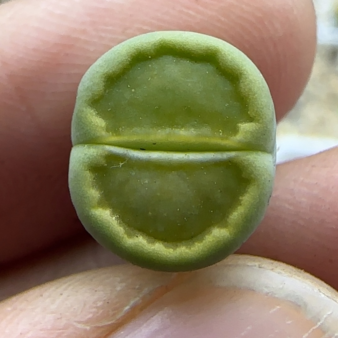 155 清框福利30包邮