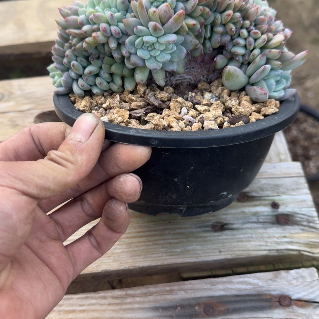 星影树缀无砍多肉