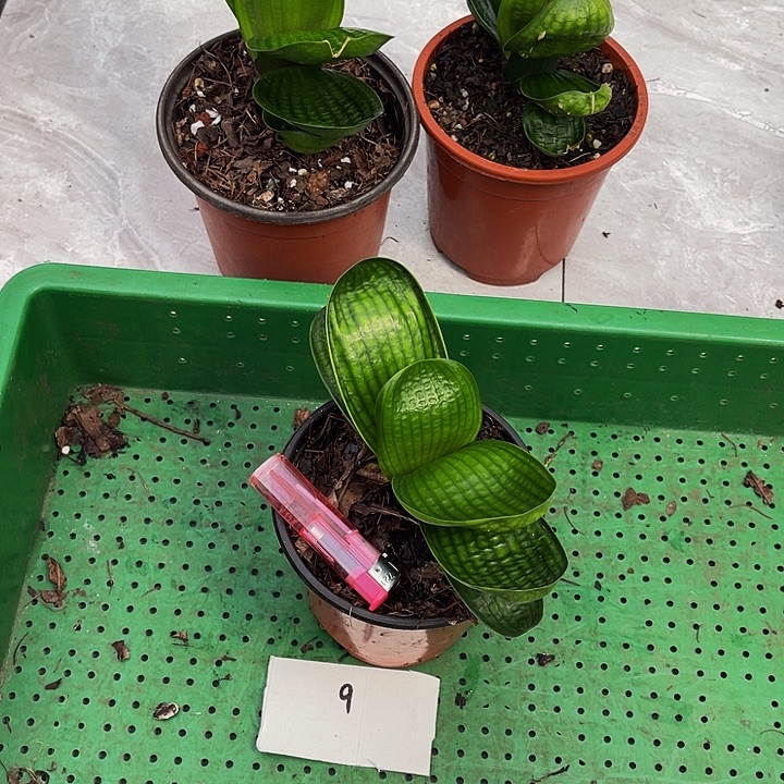 完全开放浅体微型