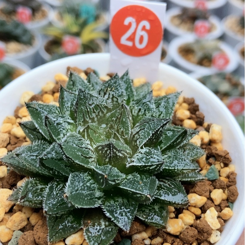 【闪购商品】用****326狂刺