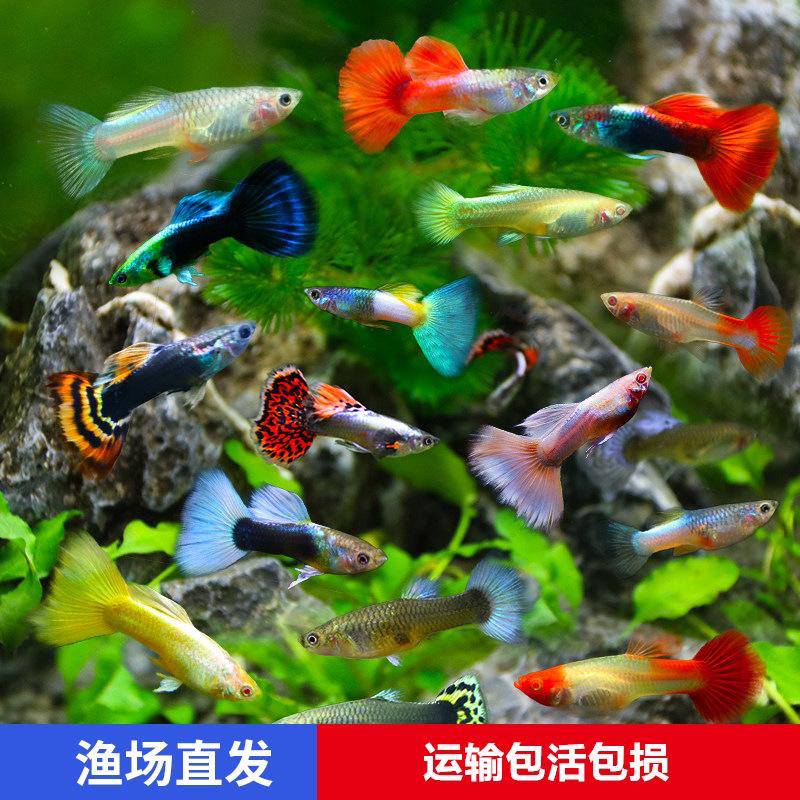 混搭孔雀鱼，直播间选鱼一物一拍(签收3小时内报损，超3小时不报损)