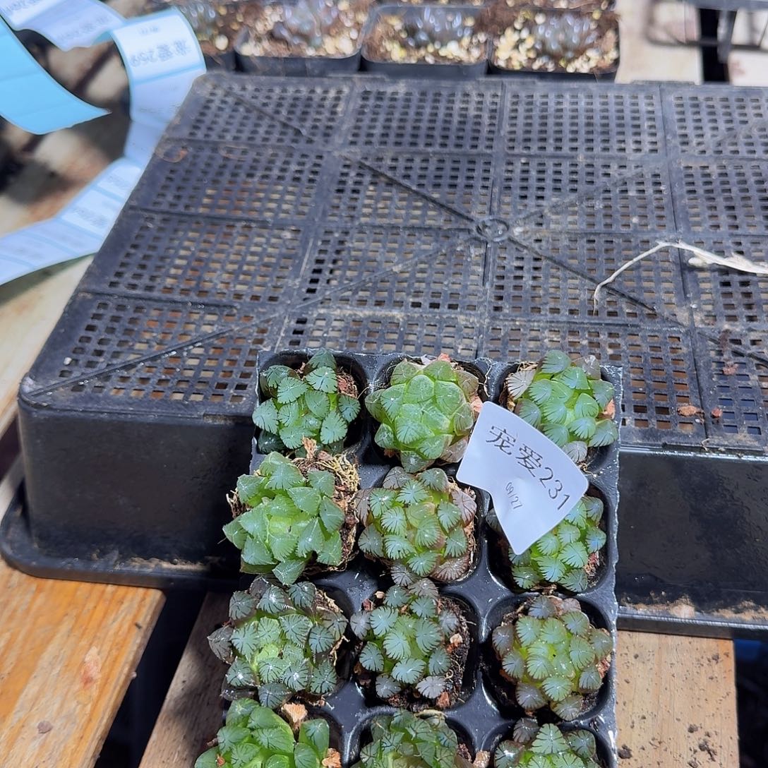 直播福利一物一拍231