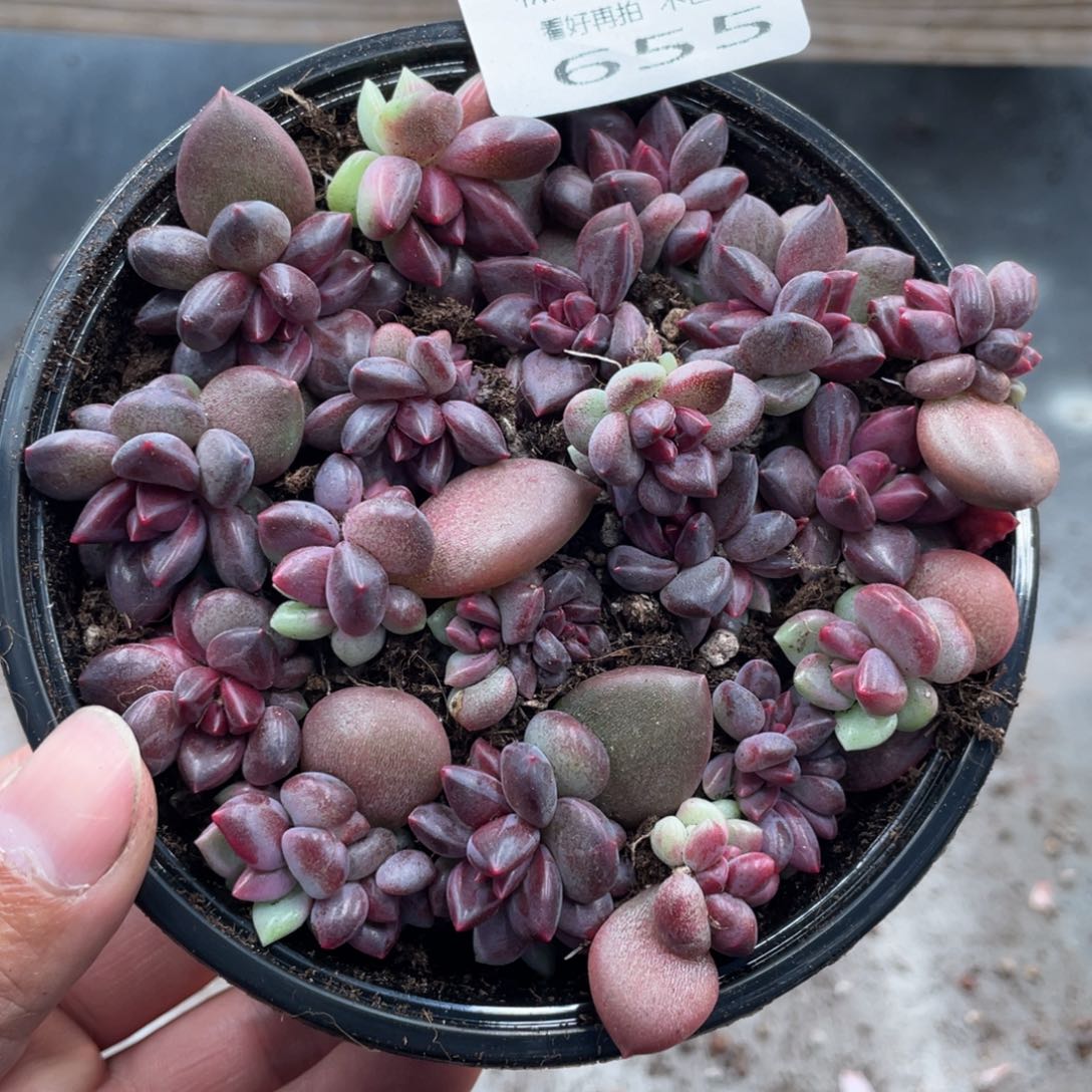 糕大上多肉植物655