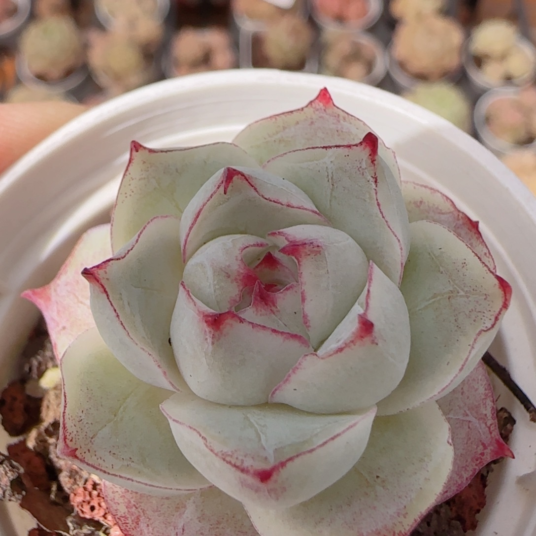 花语多肉1227-241