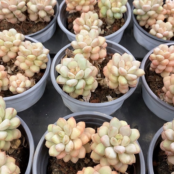 02。阳光玫瑰。福利多多