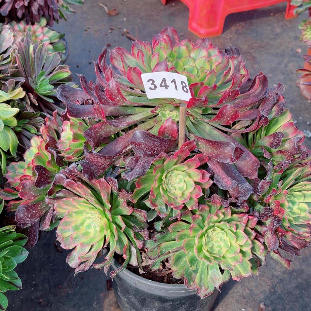 紫薇多肉发货发货