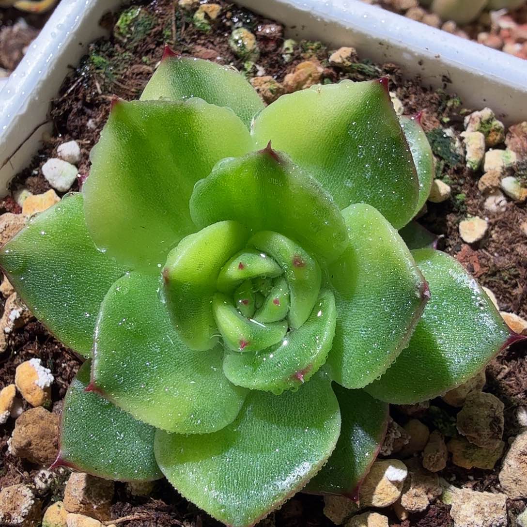 月亮石锦，多肉植物