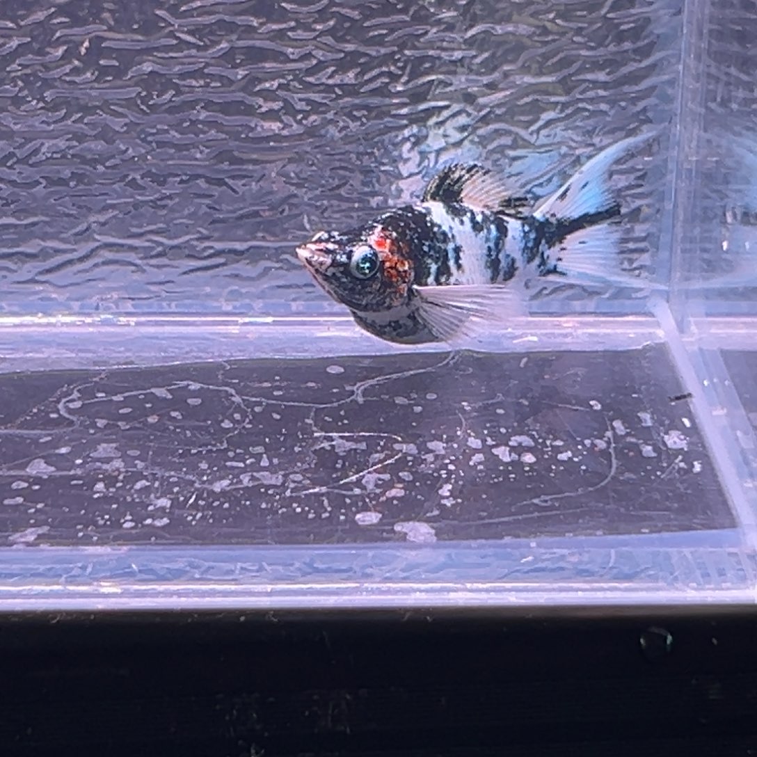 孔雀鱼玛丽鱼一条