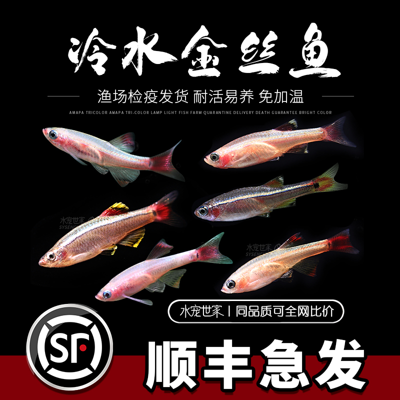白云金丝鱼活体小型原生鱼冷水鱼观赏原生鱼红尾灯科荷兰金丝活鱼