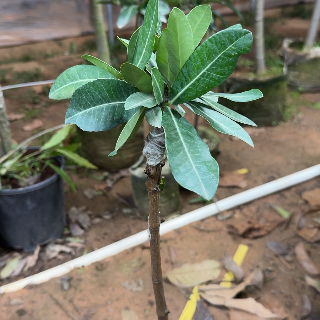 常***系当前无花栽培后可以开花非洲