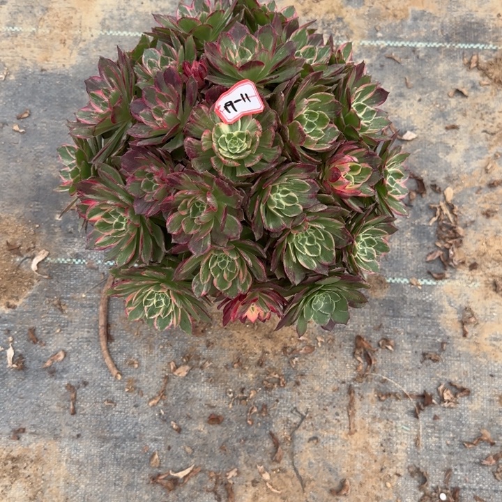 19-11万花筒多肉不包售后