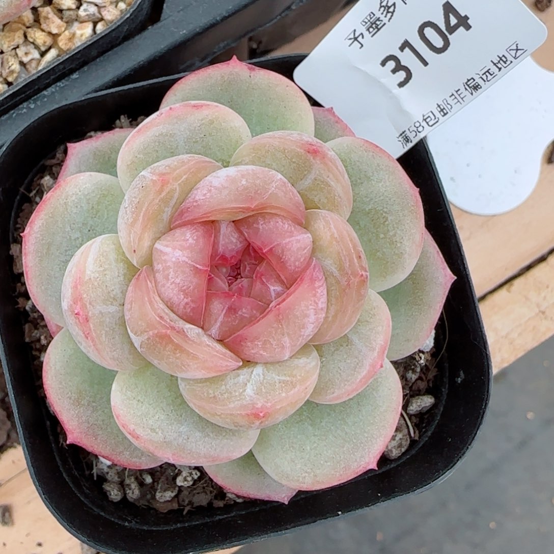 新品，3104多肉植物